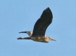 Grey Heron, Slapton Ley