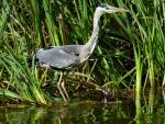 Grey Heron