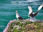 Herring Gulls