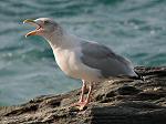 Herring Gulls