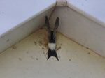 House Martin, South Milton Sands