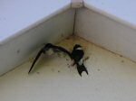 House Martins, South Milton Sands