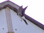 House Martin