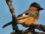 Jay, Burrator, Dartmoor