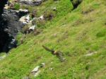 Kestrel, Glebe Cliffs