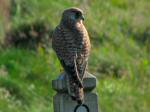 Kestrel, Glebe Cliffs