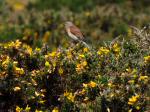 Linnet