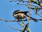 Long-tailed Tits