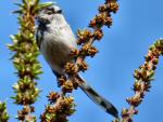 Long-tailed Tits