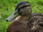 Mallards, Slapton Ley