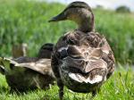 Mallards, Slapton Ley