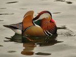 Mandarin Duck, Saltram, River Plym