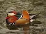 Mandarin Duck, Saltram, River Plym