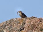 Meadow Pipit