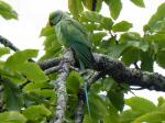 Ring-necked Parakeet