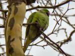 Ring-necked Parakeet