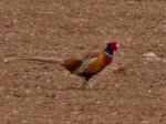 Common Pheasant