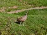 Common Pheasant