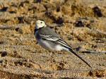 Pied Wagtail