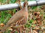 Red Legged Partridge