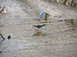 Redshanks