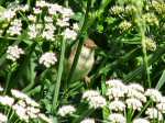 Reed Warbler, Slapton Ley