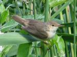 Reed Warbler, Slapton Ley