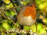 Robin, Cotehele Gardens