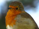 Juvenile Robin - Slapton Sands