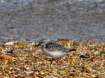 Sanderling, Slapton Sands