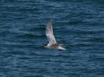 Sandwich Tern