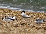 Sandwich Tern