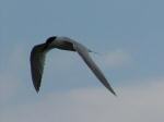 Sandwich Tern