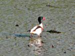 Shelduck