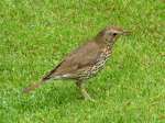 Song Thrush