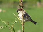 House Sparrow