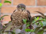 Sparrowhawk