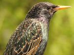 Starling