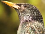 Starling, Plymouth