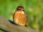 Stonechat