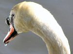 Mute Swan, Slapton Ley