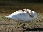 Tai Chi Swan