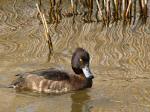 Tufted Duck - female, Slapton Ley<empty>