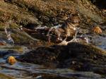 Turnstone