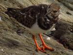 Turnstone