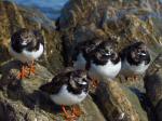 Turnstone