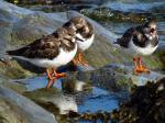 Turnstone in summer plumage