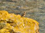 Wheatear - Mount Batten