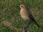 Wheatear - Dartmoor