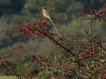 Wheatear - Dartmoor